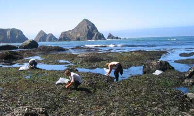 harvesting seaweed off the Mendocino Coast